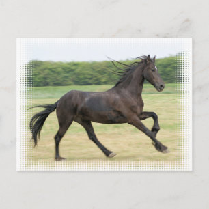 Galloping Friesian Postcard
