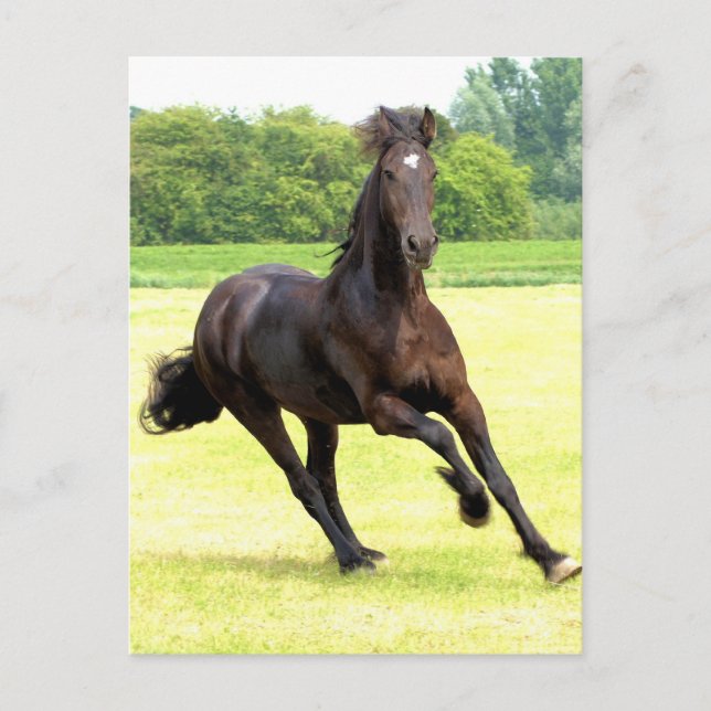 Galloping Horse Postcard (Front)