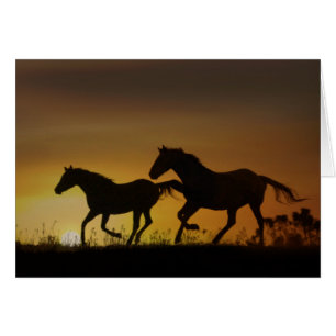 Galloping Horses Sunset Note Card