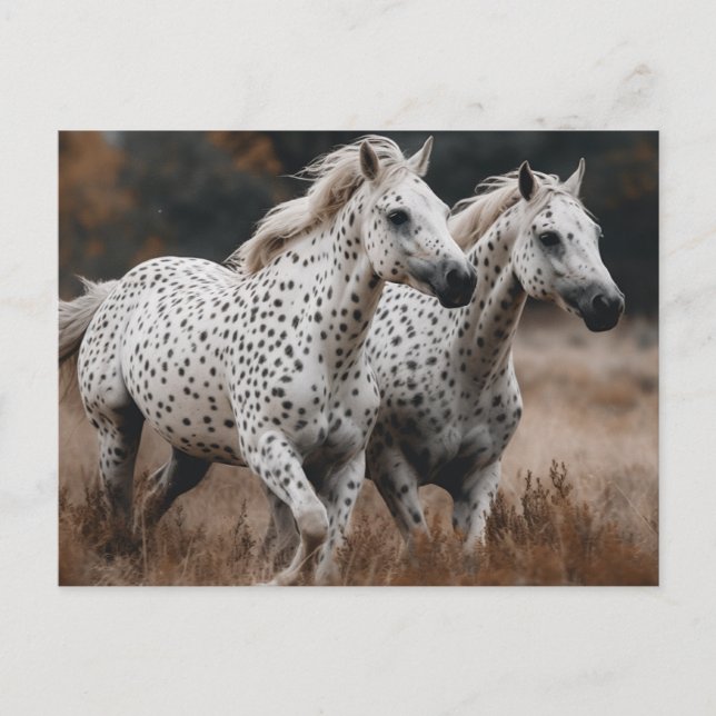 Galloping Leopard Appaloosa Horses Postcard (Front)