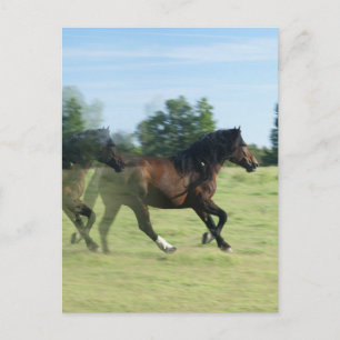 Galloping Mustangs Postcard
