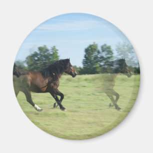 Galloping Mustangs Round Magnet