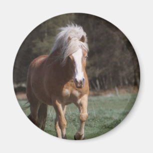 Galloping Palomino  Magnet