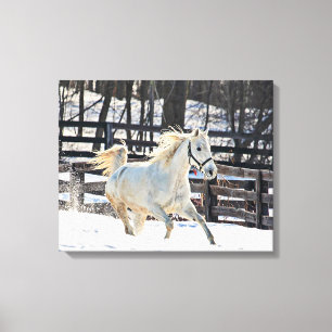 Galloping White Horse Canvas Print