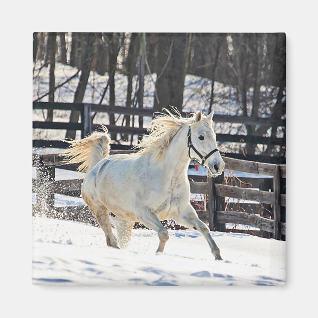 Galloping White Horse Magnet (Front)