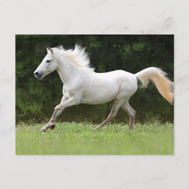 Galloping White Horse Postcard (Front)