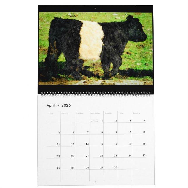 Galloway Cow Cattle Watercolour Paintings Calendar (Apr 2026)
