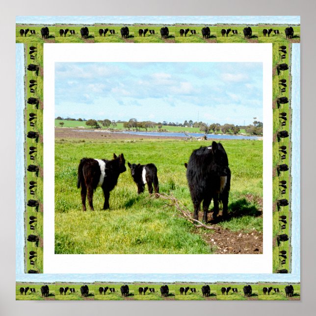 Galloway Cows Framed, Poster (Front)