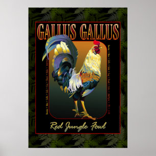 Gallus Gallus International Poster