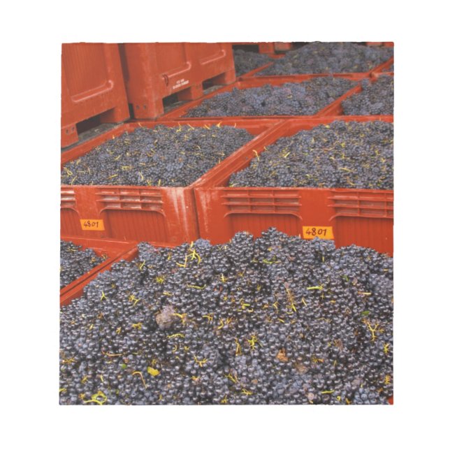 Gamay grapes just in from the harvest at the notepad (Front)