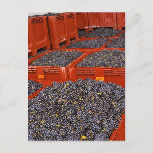 Gamay grapes just in from the harvest at the postcard (Front)