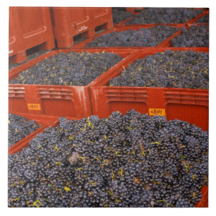 Gamay grapes just in from the harvest at the tile