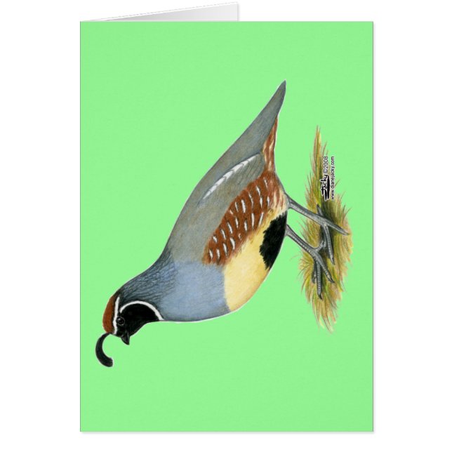 Gambel's Desert Quail (Front)