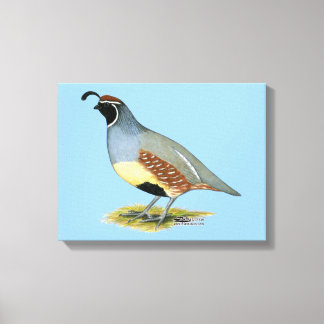 Gambel's Desert Quail Canvas Print