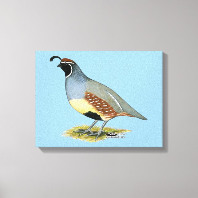 Gambel's Desert Quail Canvas Print (Front)