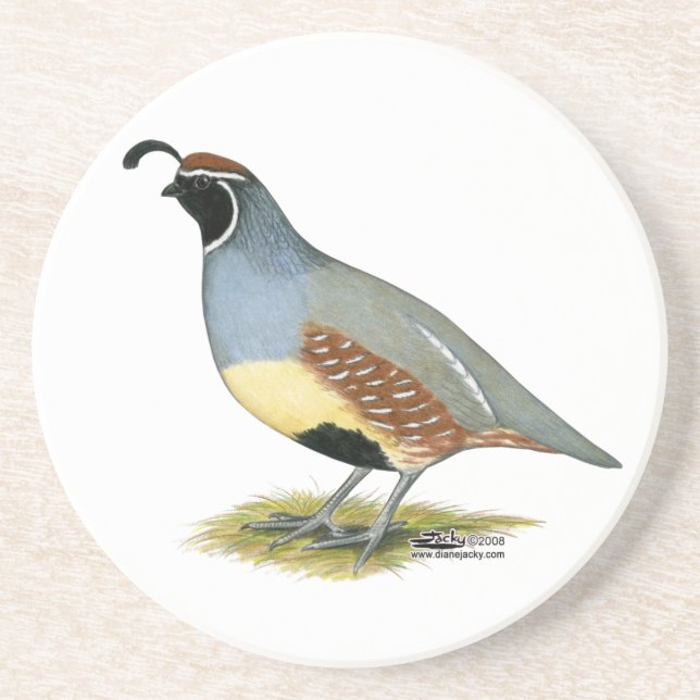 Gambel's Desert Quail Coaster (Front)