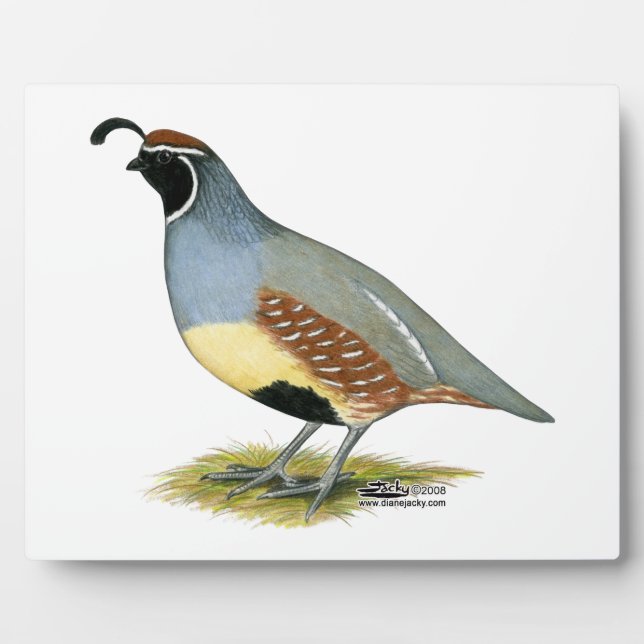 Gambel's Desert Quail Plaque (Front)