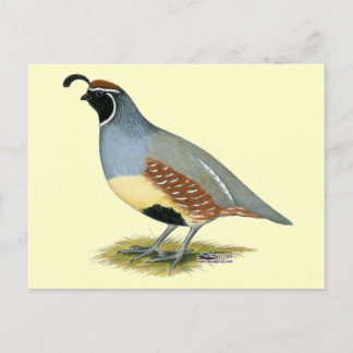 Gambel's Desert Quail Postcard