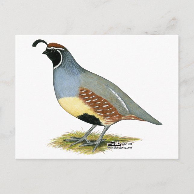 Gambel's Desert Quail Postcard (Front)