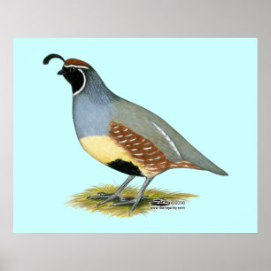 Gambel's Desert Quail Poster