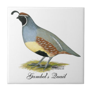 Gambel's Desert Quail Tile