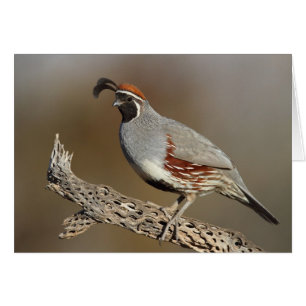 Gambel's Quail