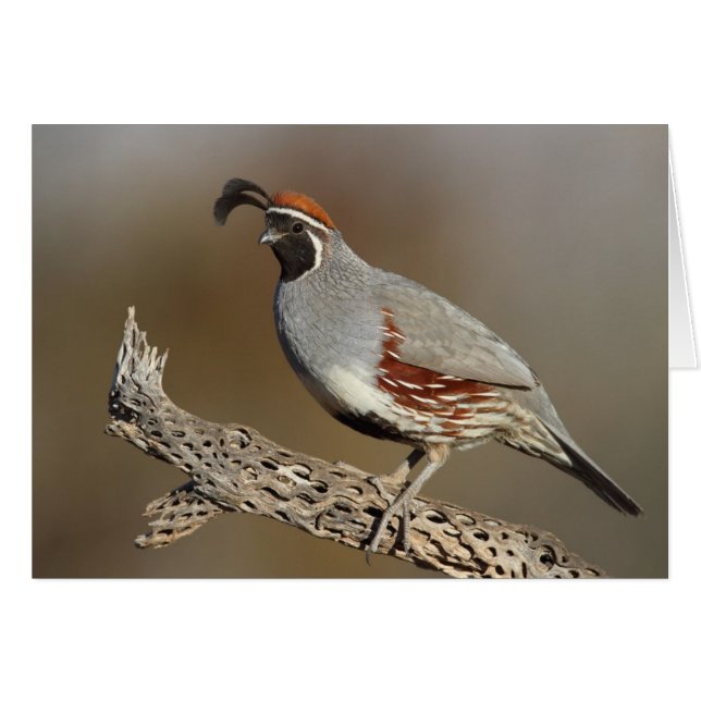 Gambel's Quail (Front Horizontal)