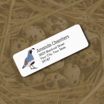 Gambel's Quail Bird Illustration