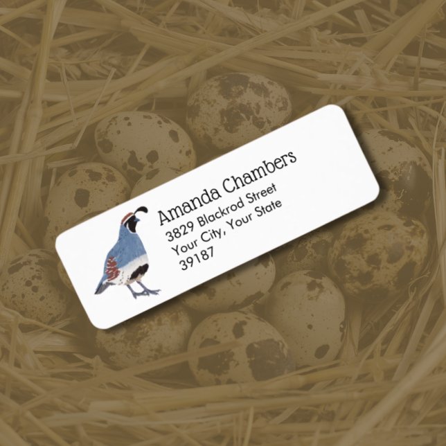 Gambel's Quail Bird Illustration (Creator Uploaded)