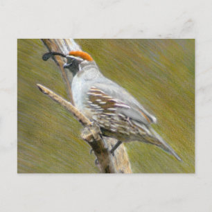 Gambel's Quail fine art nature postcard