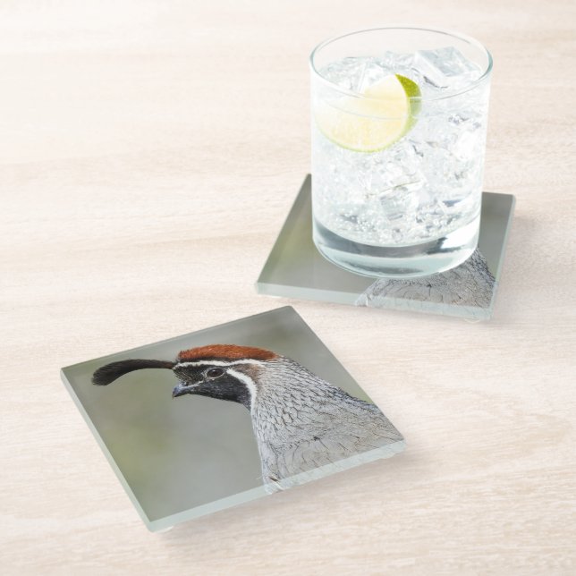 Gambel's Quail Glass Coaster (Angled)