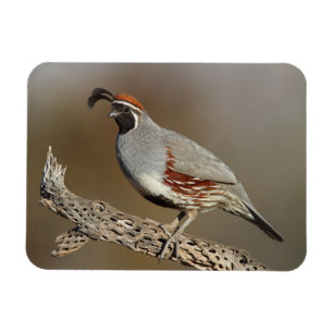 Gambel's Quail Magnet