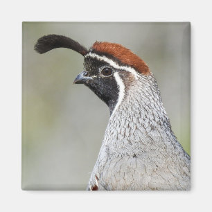 Gambel's Quail Magnet