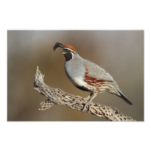 Gambel's Quail Photo Print