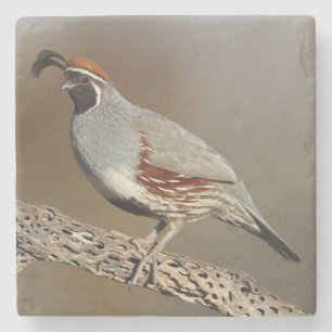 Gambel's Quail Stone Coaster