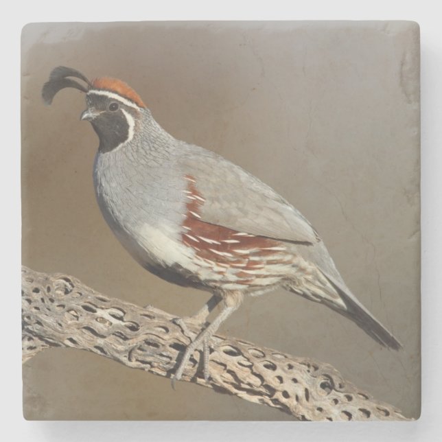 Gambel's Quail Stone Coaster (Front)