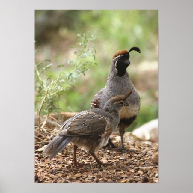 Gambel's Quail with chick Poster (Front)