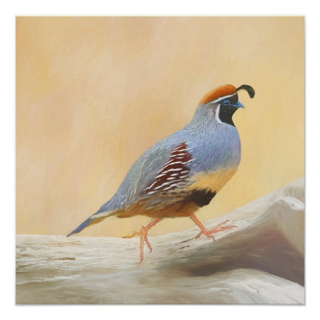 Gambrel's Quail Painting Original Bird Art Poster (Front)