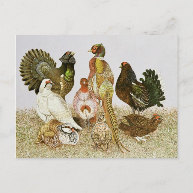 Game Birds Postcard (Front)