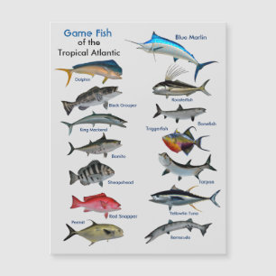 Game Fish of the Tropical Atlantic Magnetic Card