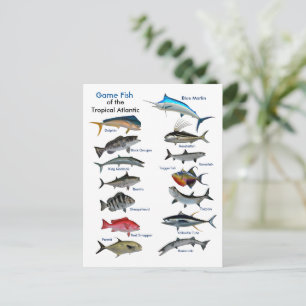 Game Fish of the Tropical Atlantic Postcard