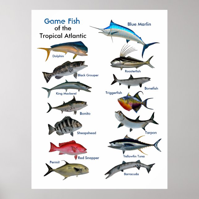 Game Fish of the Tropical Atlantic poster (Front)