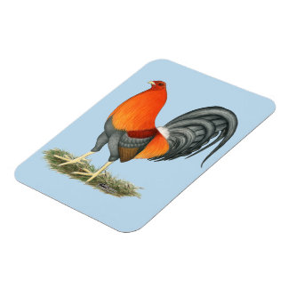 Gamecock Blue Red Rooster Magnet