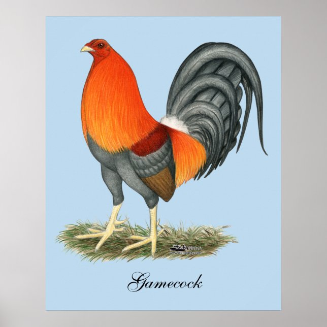 Gamecock Blue Red Rooster Poster (Front)