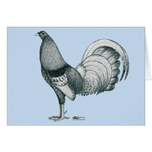 Gamecock Crele or Dom