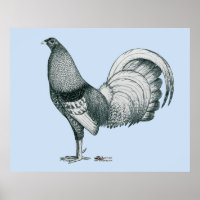 Gamecock Crele or Dom