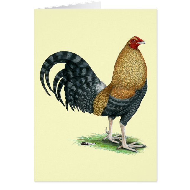 Gamecock:  Dom or Crele (Front)