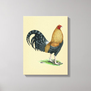 Gamecock:  Dom or Crele Canvas Print