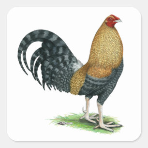 Gamecock: Dom or Crele Square Sticker