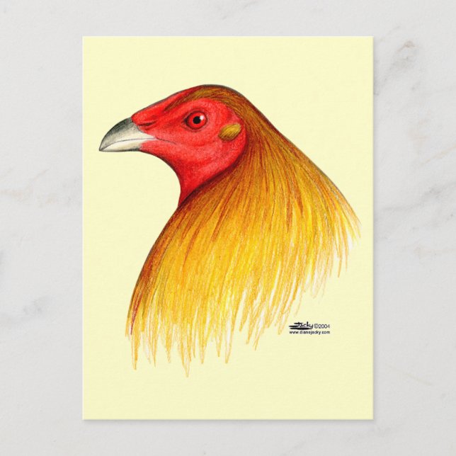 Gamecock Dubbed Postcard (Front)